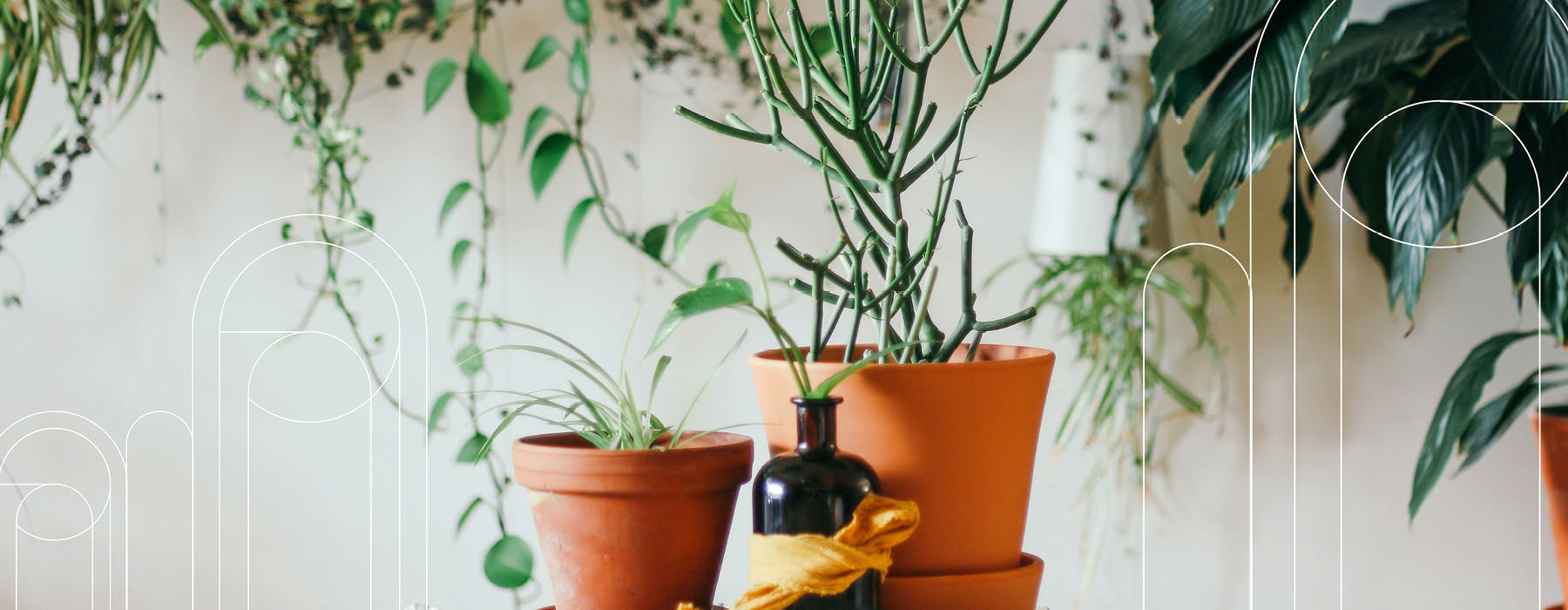 potted plants in a bright room